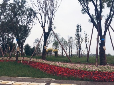  Landscape Demonstration Section of Heying Avenue 